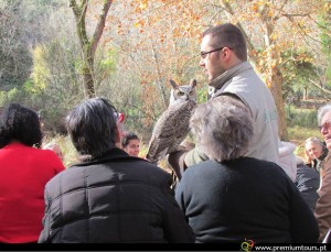 Espetáculo de Falcoaria