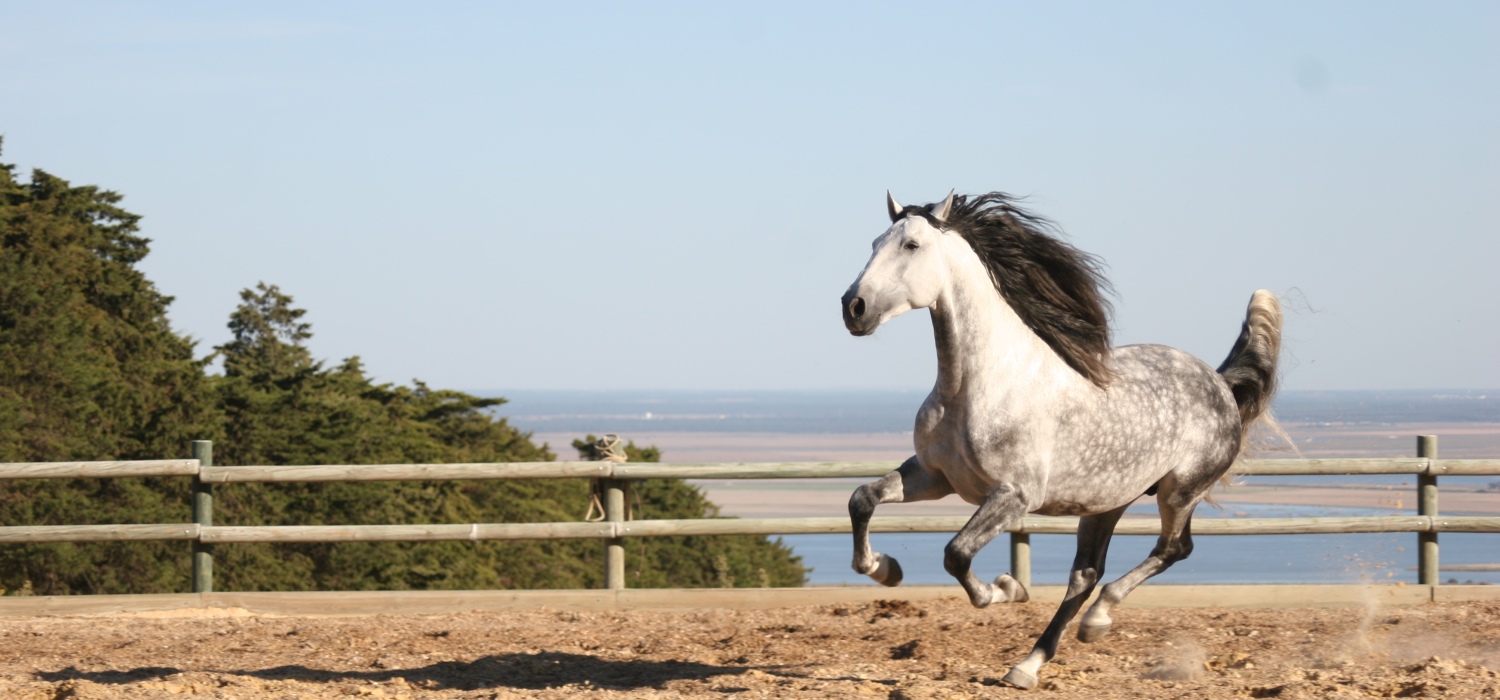 Cavalo Lusitano salto obstáculos 