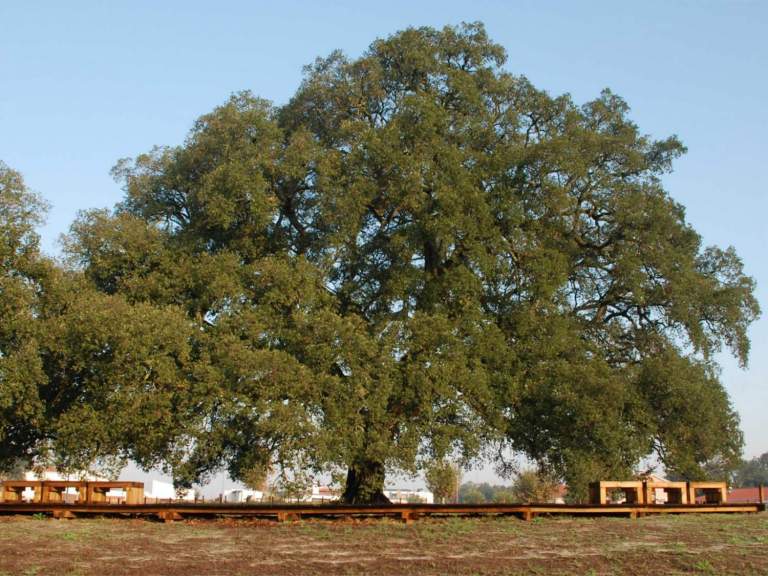 The world's oldest and largest cork tree | Portugal Premium Tours